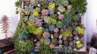 Ad creative diy vertical gardens for your home 23.jpg
