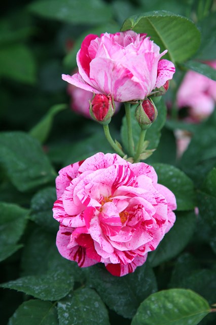 Crocus rosa ferdinand pichard house 1jun16 pr_b_426x639.jpg