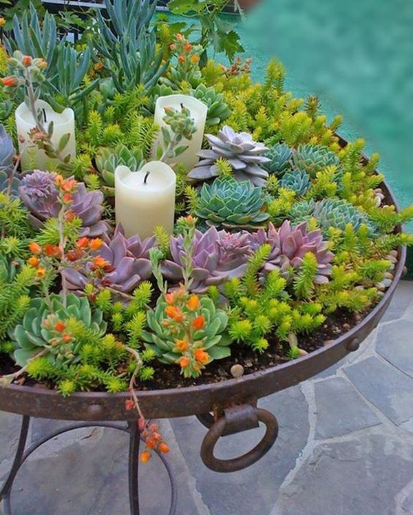 65 succulent garden ideas.jpg