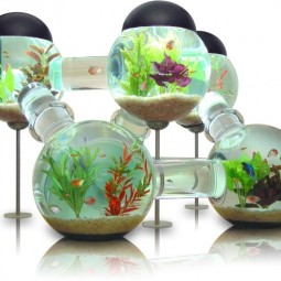 Aquarium design glaskugel fische geschlossenes system.jpg