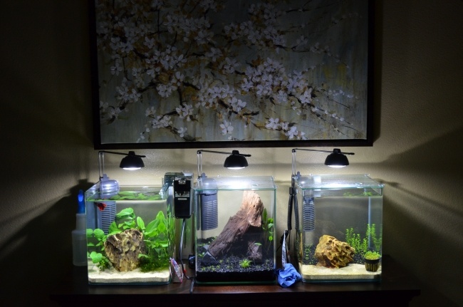 Nano aquarien lampen innenfilter unterschiedliche deko.jpg