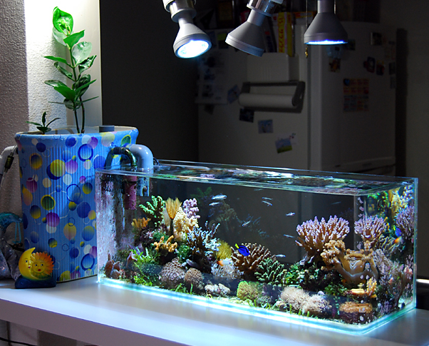Nano aquarium korallen fische lampen beispiel.png