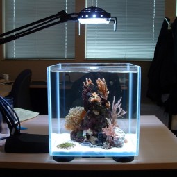 Nano aquarium lampe korallen mittelpunkt schreibtisch.jpg