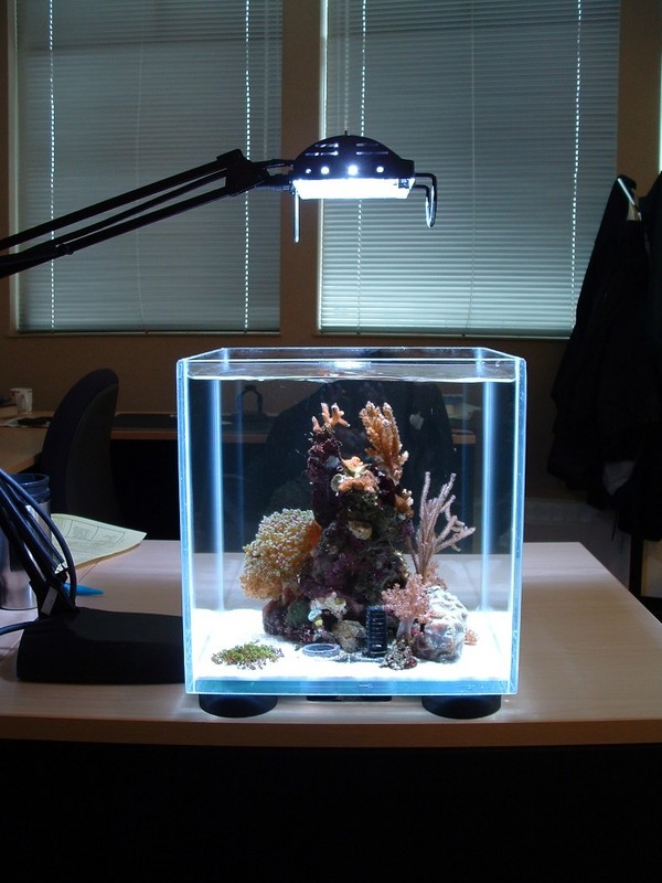 Nano aquarium lampe korallen mittelpunkt schreibtisch.jpg