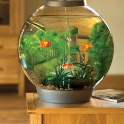 Rundes aquarium design klein goldfische.jpg