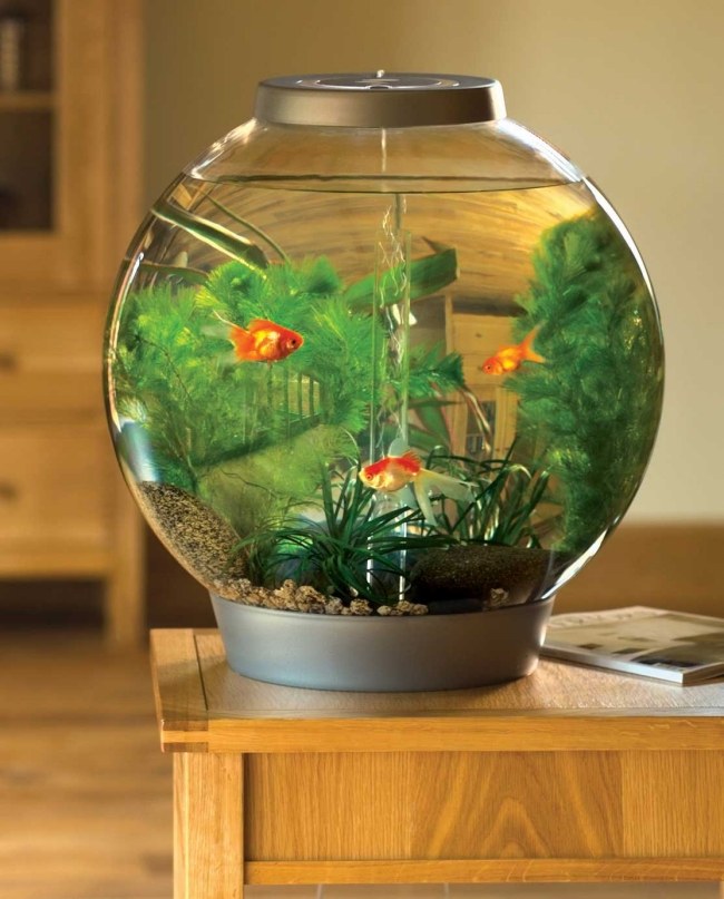 Rundes aquarium design klein goldfische.jpg