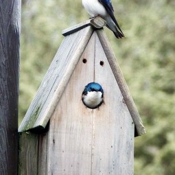 Beautiful bird house designs you will fall in love with 10.jpg