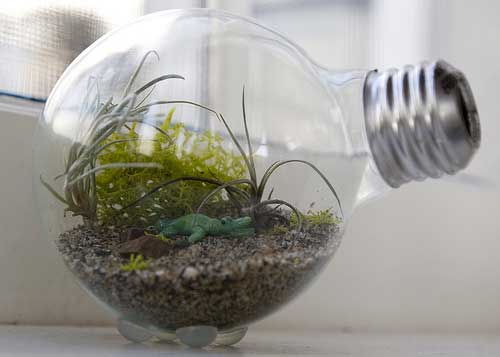 Light bulb terrarium.jpg