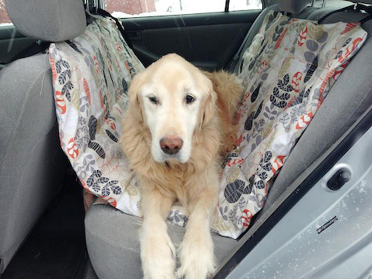 Original_emily fazio_diy dog car seat_golden retriever in car 1.jpg.rend_.hgtvcom.1280.960.jpg