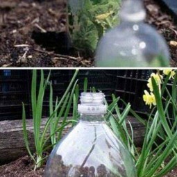 03 2 liter soda bottles as most easy greenhouse.jpg
