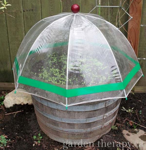 06 seed starting in mini greenhouses 1.jpg
