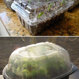 10 greenhouse plastic container.jpg