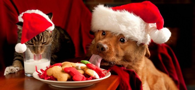 Christmas cat and dog1 1024x477.jpg