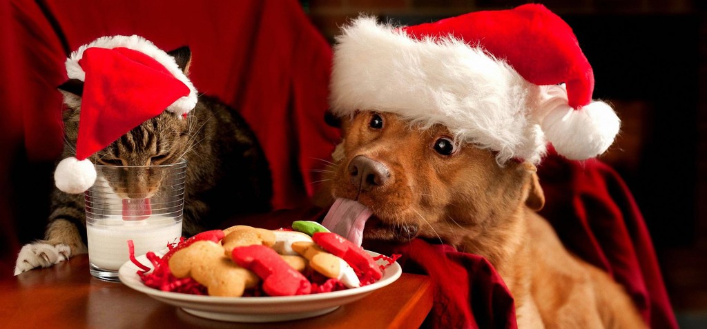 Christmas cat and dog1 1024x477.jpg