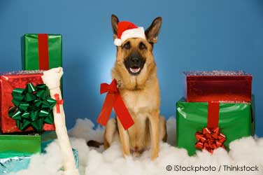 Pet dog christmas presents12.14.jpg
