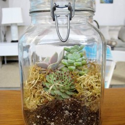 Terrarium in a jar.jpg