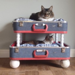 What to buy for your cat cool suitcase.jpg