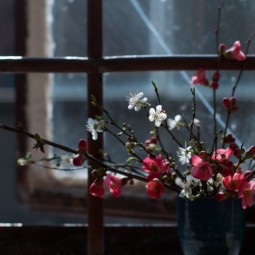 Pink white cherry blossoms in vase beside window.jpg