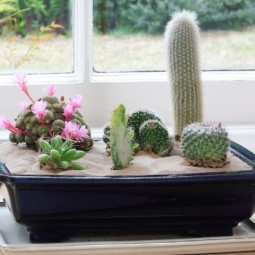 Selection of splendid 99 cacti in diy flower pots 1.jpg
