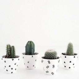 Selection of splendid 99 cacti in diy flower pots 5.jpg