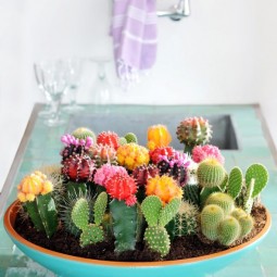 Selection of splendid 99 cacti in diy flower pots 6.jpg