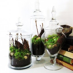 Terranium apothecary jars arrangement.jpg