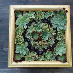 Create a living picture with succulents.jpg