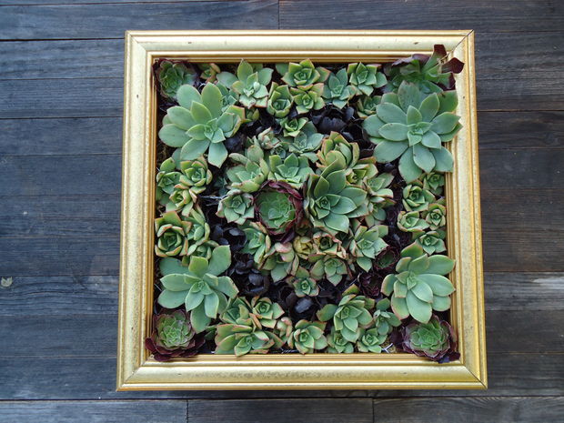 Create a living picture with succulents.jpg