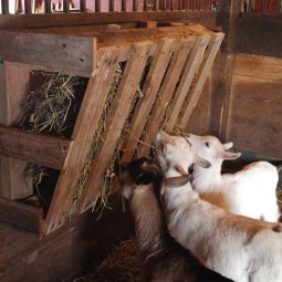 Wood pallet goat hay feeder.jpg