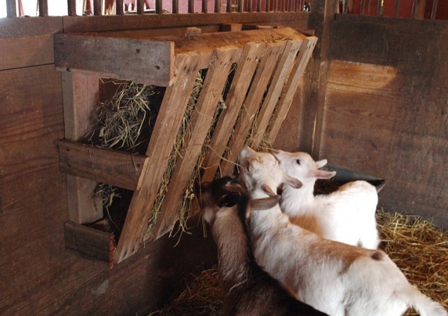 Wood pallet goat hay feeder.jpg