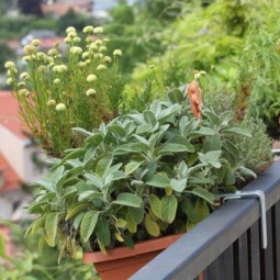 Herbs in railing planters.jpg
