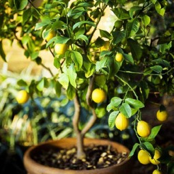 Lemon tree in pot 2.jpg