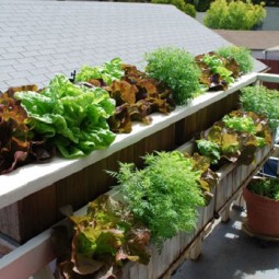 Lettuces in the window boxes in a balcony.jpg