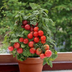 Tomatoes on windowsill.jpg