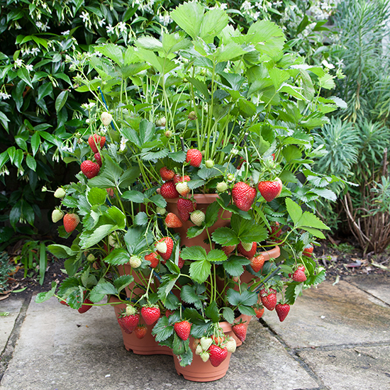Elho 3 tier strawberry planter.jpg