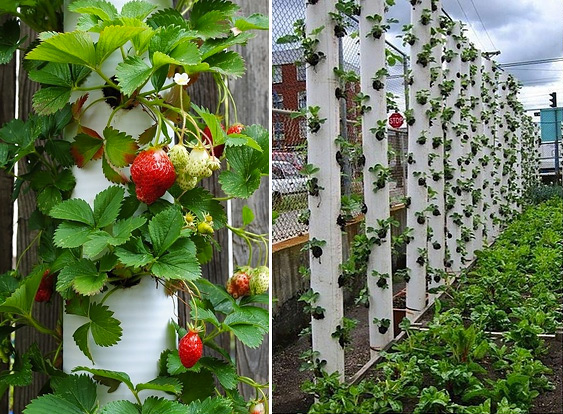 Vertical strawberry tube planter collage fb.jpg