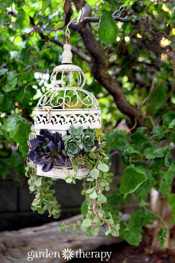 Birdcage succulent planter.jpg