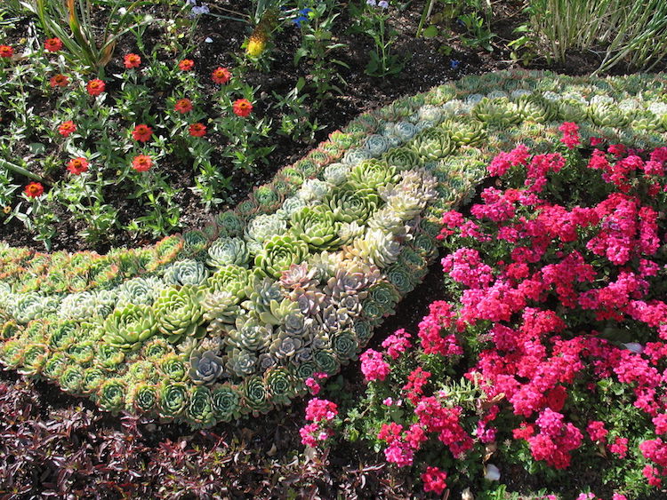 Blumenbeet anlegen teppichbeet bodendecker steingarten sukkulenten hauswurz.jpg
