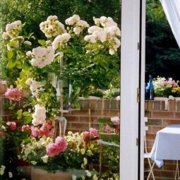 Rosen auf dem balkon von baerbel twiehaus 1_full.jpg