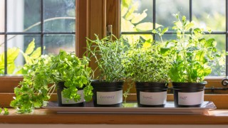 Herbs on a windowsill