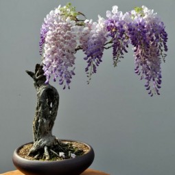 Pflanzen mini bonsai baum schoene deko.jpg