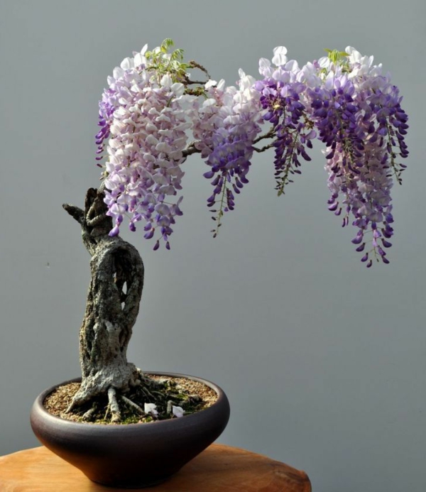 Pflanzen mini bonsai baum schoene deko.jpg