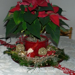Tolles Schönes Der Weihnachtsstern Die Rote Schonheit Der Weihnachtsdekoration meine weihnachtsdeko sasibella