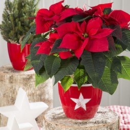 Weihnachten deko weihnachtsdeko weihnachtsschmuck weihnachtsstern rot weihnachtsbaum weihnachtsgeschenk uebertopf scheurich white star.jpg