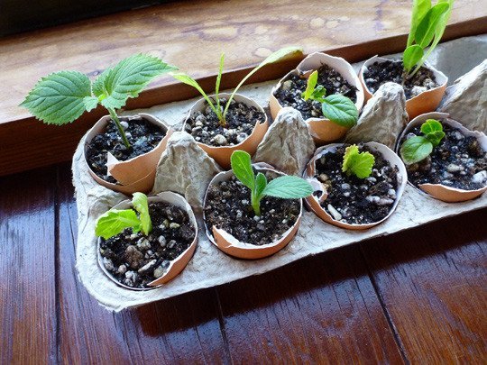 7 great ideas for an indoor herb garden.jpg