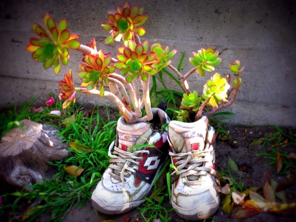 Plantar old shoes again ideas for home garden planters 2 556.jpeg