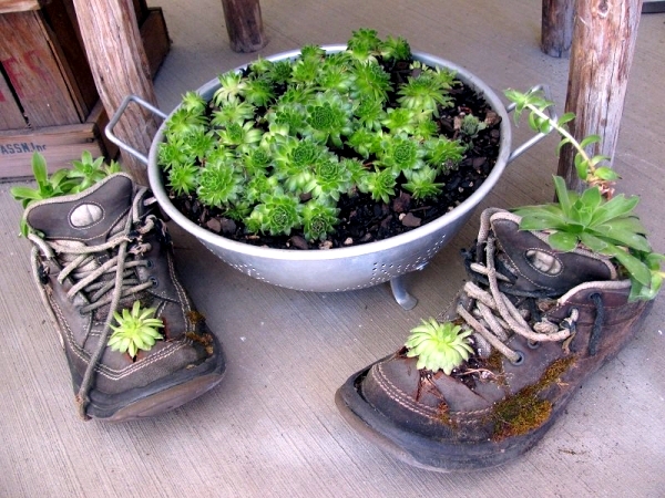 Plantar old shoes again ideas for home garden planters 8 556.jpeg
