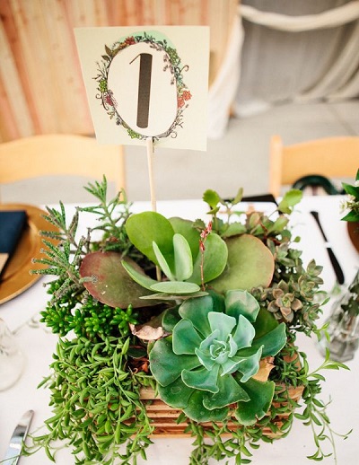 Succulent plants fall wedding centerpiece.jpg