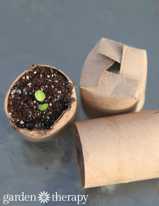 Toilet tube roll seed starting container.jpg
