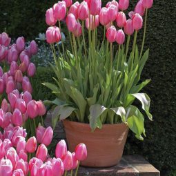 Pink tulips in a pot.